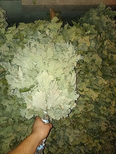 Хозтовары: Веники для бани из дуба оптом - Плотные дубовые веники, связка на — 1