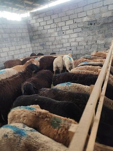 сено измельчител: Продаю | Овца (самка) | Для разведения | Ярка — 8