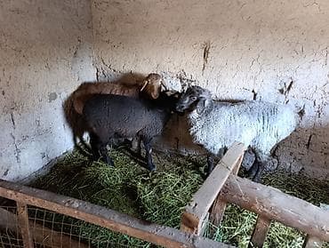 швец корова: Продаю | Овца (самка) — 3