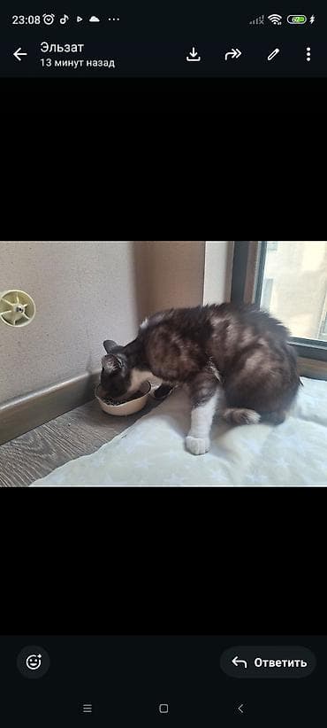 scottish fold: 8 месяцев, Мальчик, С документами — 2