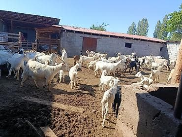 пошив авто: Гель лак, шеллак, Маникюр, Одноразовые расходные материалы — 5