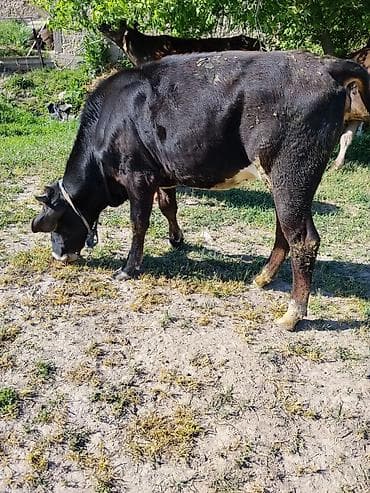 сингапурская кошка купить: Продаю | Тёлка | Алатауская | На откорм — 2