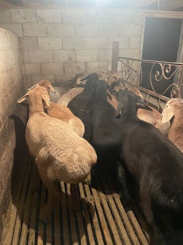 племенные коровы молочные купить: Продаю | Ягненок | Полукровка | На забой | Племенные — 10