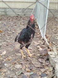 в связи с переездом отдам попугая жако в добрые руки: Дакан короз сатылат алмашу жолдору бар адрес Заря Тынчтык конушу кочо — 3