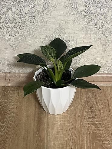 Комнатные растения в декоративных горшках 1) Калатея (Calathea) с