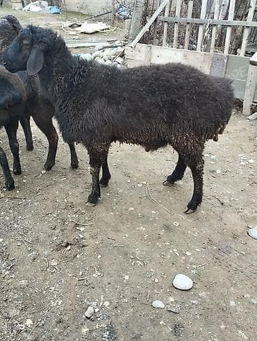 кролик декоративный: Продаю | Овца (самка) | Для разведения — 3