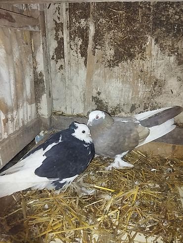 Парочка 800сом 1шт 400 Породные голуби, парные. Декоративные играющих