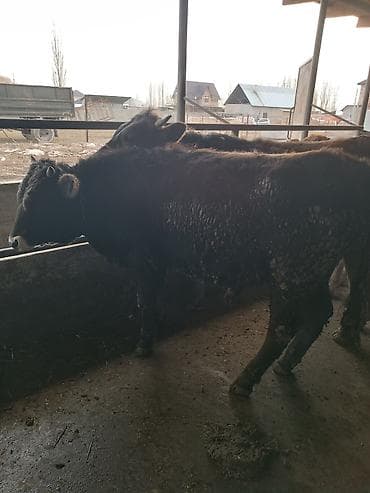 Собаки: Продаю | Бык (самец) | На откорм | Привязанные — 5