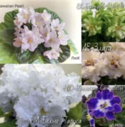 мебельный лист: Продаю фиалки! Срезанный лист 30 сом! Коллекция из 35сортов продам — 8