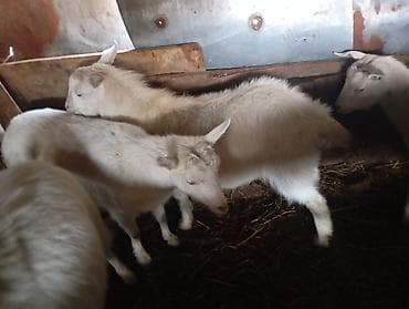 Продаю | Козлёнок | Для разведения | Племенные