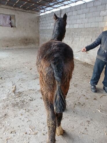 животные корова: ТАЙЛАР сатылат баасы 58 000 сом денсоолугу зынк — 4