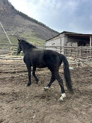 живые змеи: Продаю | Конь (самец) | Рабочий — 2