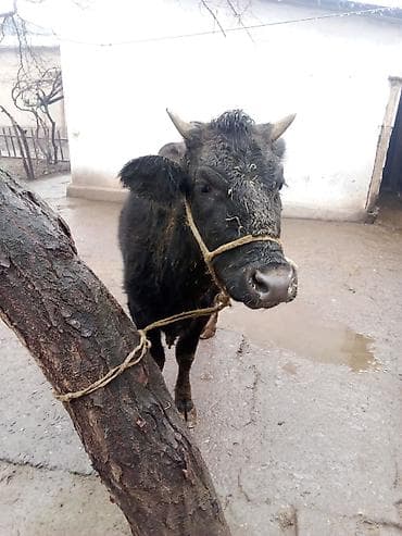 Кемирүүчүлөр: Сатам | Кунаажын | Көбөйтүү үчүн | Төл болгон жок — 2