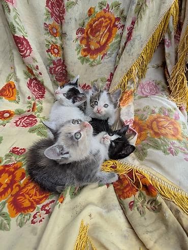 Животные: Отдадим в добрые руки котят . возрастом 2 месяца . Кушают все — 3