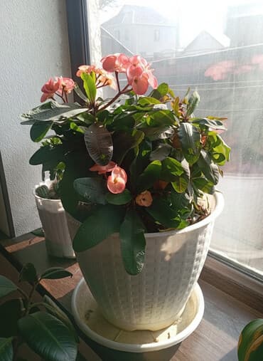 уголь в мешке: Эуфорбия миля (Euphorbia milii, «молочай Миля») в декоративном горшке — 1