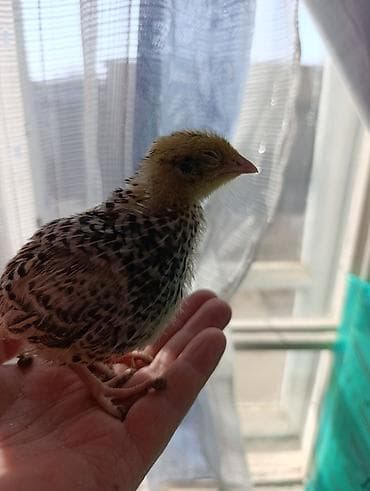 Перепела (молодняк) - Вид: домашний перепел, классический пятнистый