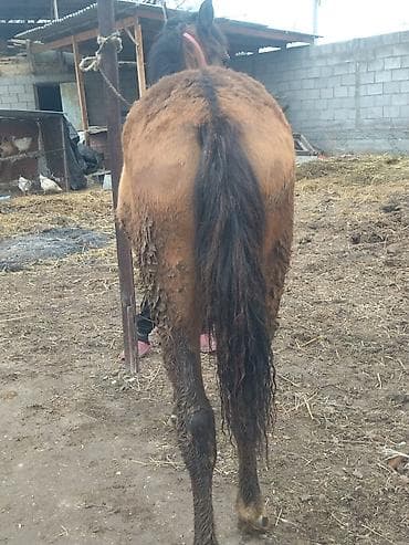 жожо дакан: Продаю | Жеребенок | Полукровка — 1