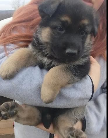 щенки лабрадор: Продам щенка немецкой овчарки!!! (не спешу, поэтому не торгуюсь) — 1