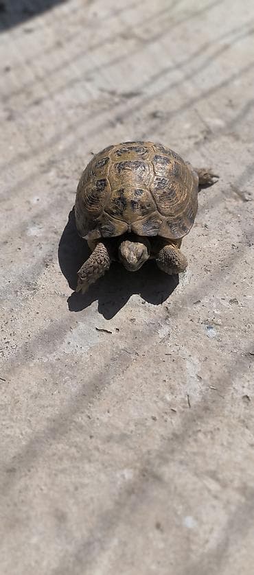 клевер: Среднеазиатская сухопутная черепаха (Testudo horsfieldii). Описание — 3