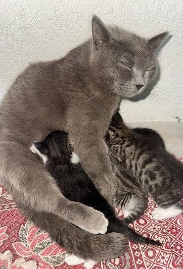 куплю кота британца: Кошка даром: Британская короткошёрстная, Девочка — 2