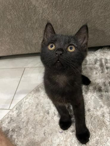 котено: Бесплатно в добрые, ответственные руки котенок, девочка. Черный окрас — 2