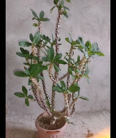 милионник: Распродажа от 150 с!!!🪴🌵🌱 — 7