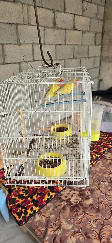 попугай: Пара неразлучников (Agapornis) жёлтого окраса с розово-красной маской — 5