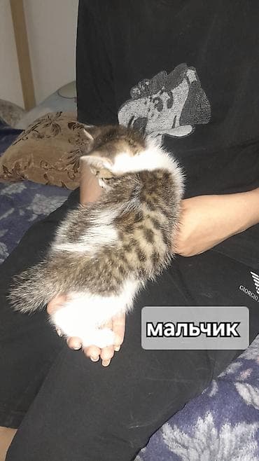 отдам хорошие руки котят: Отдадим котят в добрые руки, людям которые действительно любят — 7