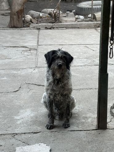 Иттер: Ит бекер берилет: Дратхаар, 5 жаштан жогору, Эркек — 4