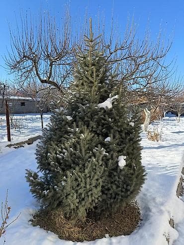 Көмүр: Көчөттөр дарактардын: Карагайлар, Өзү алып кетүү — 3