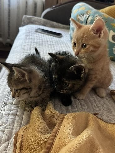 Кошки: Котята, из трех малышей: - Окрасы: черепаховый (почти черный с — 3