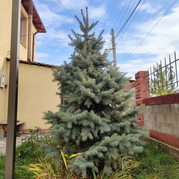 складной шкаф для одежды: Саженцы деревьев: Ели, Самовывоз, Платная доставка — 2