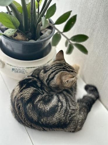 кошки шатланский: Девочка 4 месяца, порода скотиш страйт🥰 Котёнок с ярким тигровым — 5