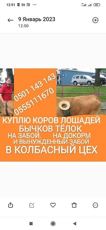 камчы купить: Частное лицо, Колбасный цех : Коровы, быки, Лошади, кони, | Круглосуточно, Любое состояние, Забитый — 1