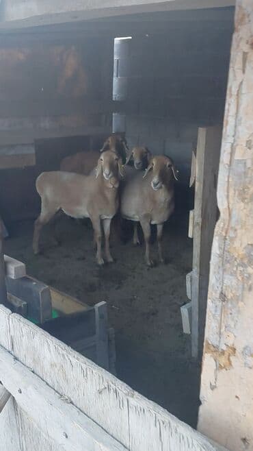 кролик ош: Продаю | Овца (самка), Ягненок | Арашан, Полукровка | На забой, Для разведения | Котные, Матка, Ярка — 7