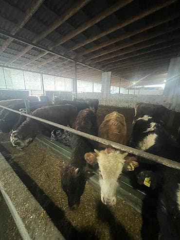 сх животные и товары: Продаю | Бык (самец) | На откорм — 6