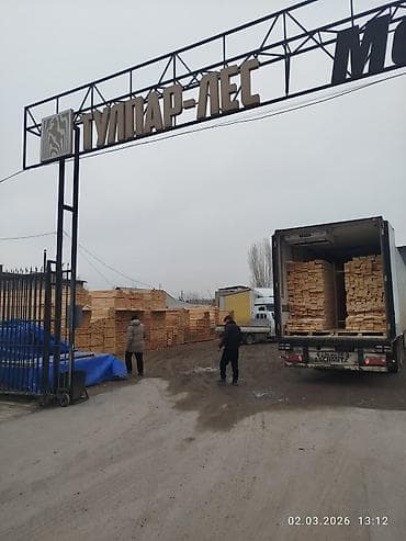 тулпар лес: Хвоя — 1