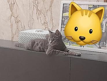 мышык сатылат ош: Мышык бекер берилет: Породасыз, 3 айлык, Ургаачы, Лотокко барууга үйрөтүлгөн — 9