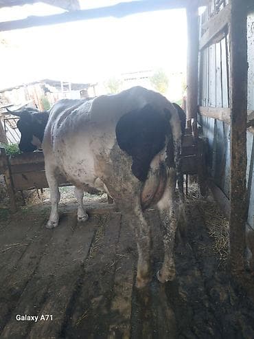 бычки теленок: Продаю | Тёлка, Музоо, торпок | Для молока | Привязанные — 5