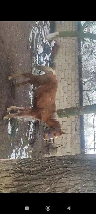 далматинец собака: Продаю | Жеребец | Рабочий — 5