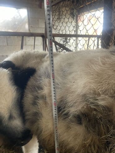 кролик французский баран: Продаю | Корова (самка), Бык (самец), Тёлка | Бельгийская | На откорм, На забой, Для разведения | Искусственник — 4