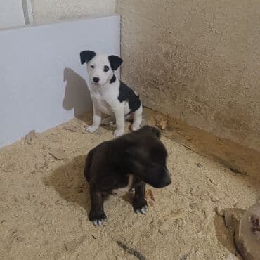 купить корову швицкой породы: 2 месяца, Самец — 1