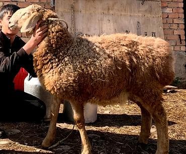 зоомагазин бишкек орто сай: Сатам | Ургаачы кой (ургаачы) | Жүн үчүн — 4