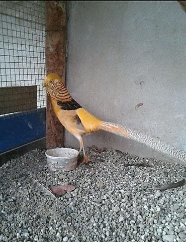 Башка жаныбарлар: Продам пару лимонных фазанов — 4