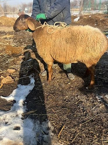 Аквариумдар: Сатам | Ургаачы кой (ургаачы) | Эдильбай | Көбөйтүү үчүн | Токту — 2