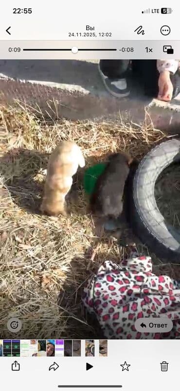 животные собака: Щенки-дворняжки, 2 малыша - Окрас: один светло-бежевый, второй темный — 3