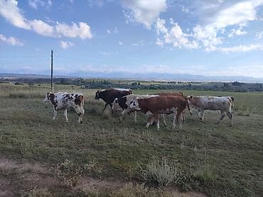 продам сельхоз животных: Продаю | Бык (самец), Тёлка | Монбельярд, Айрширская | Для разведения, Для молока — 2