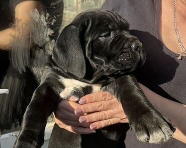 сайт продажи щенков: Кане-корсо, 2 месяца, Самец, С прививкой — 5