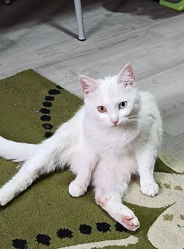 Отдам даром кошку: Кошка даром: Ангорская, 11 месяцев, Девочка — 5