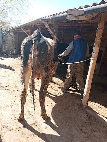 рыбы купить: Продаю | Корова (самка) | Голштин | Для молока | Привязанные — 5